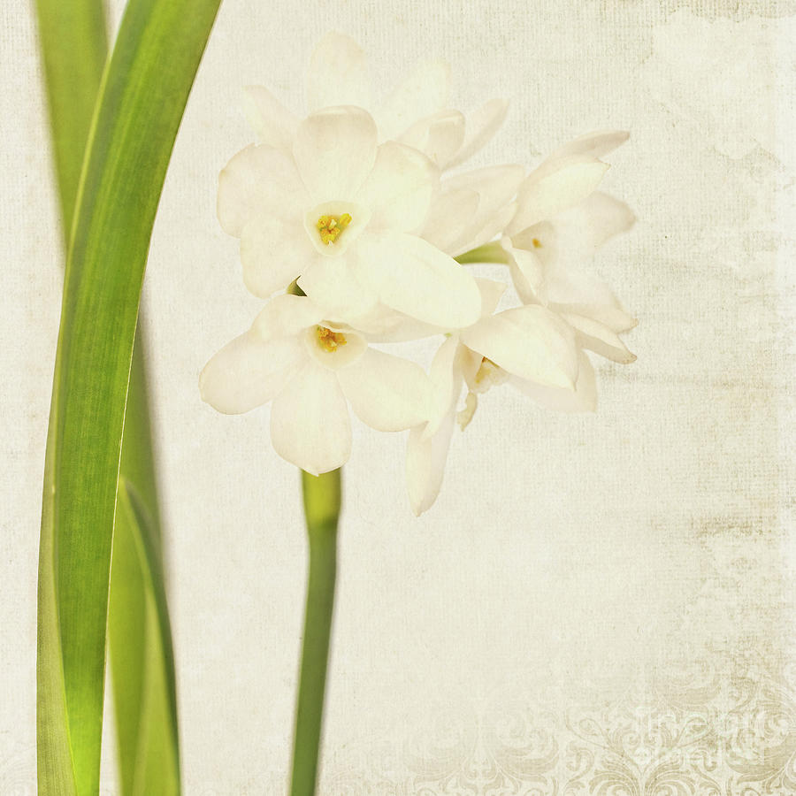Spring Photograph - Wild narcissus by Delphimages Photo Creations