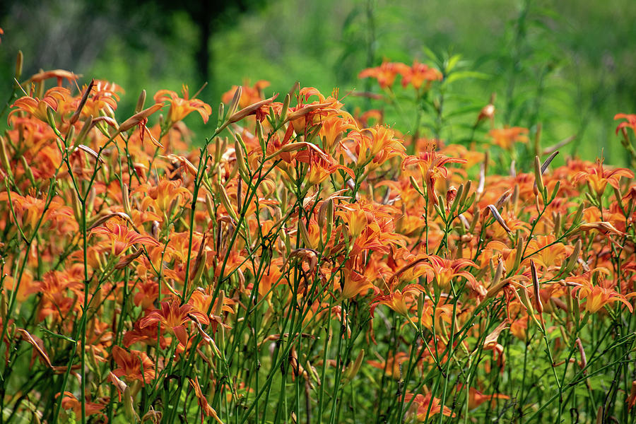 Wild Orange Daylilies Photograph by Rose Guinther