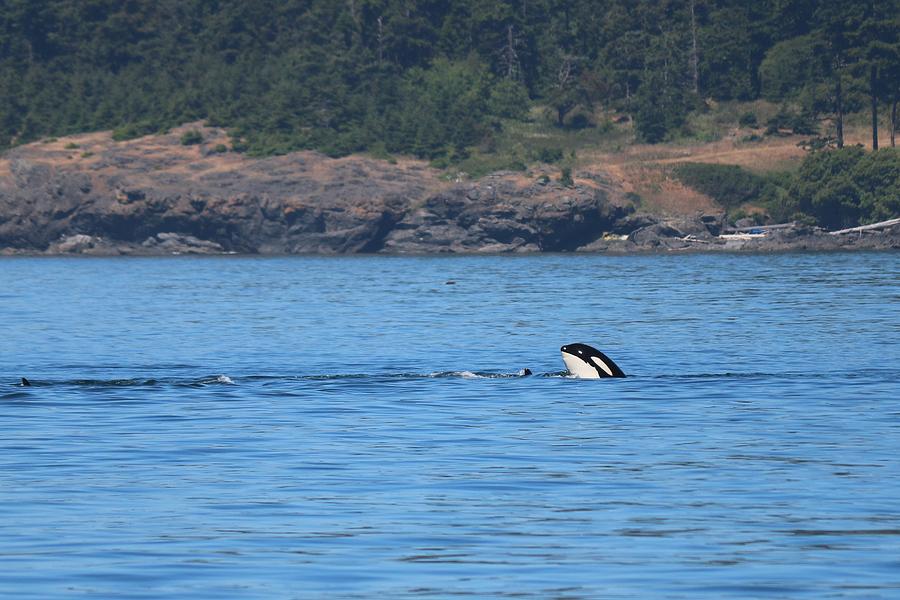 Wild Orca - 4  Photograph by Christy Pooschke