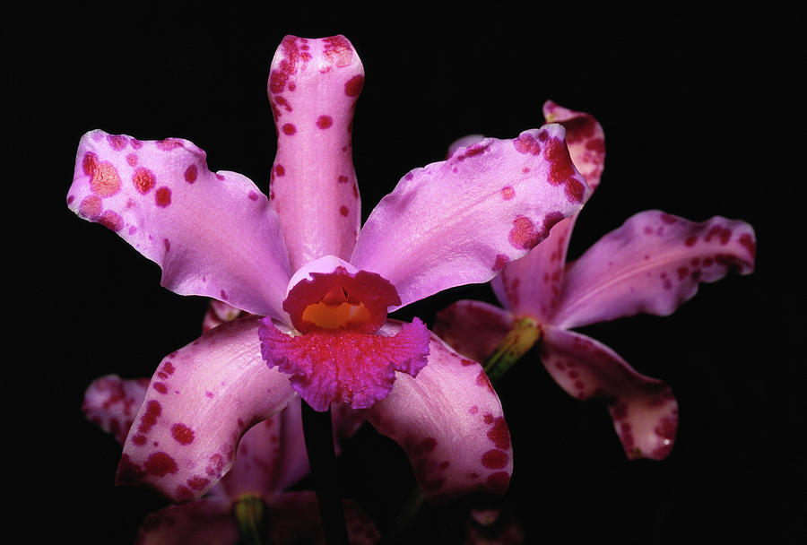 Wild Orchid Cattleya Amethystoglossa Photograph by Kevin Schafer