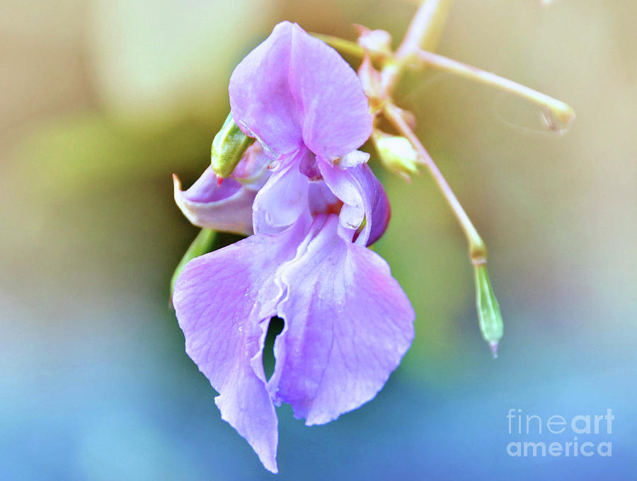 Wild Orchid by Elaine Manley Wild Orchid by Elaine Manley