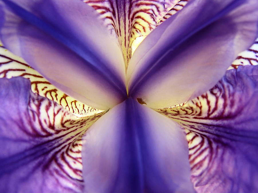 Wild Orchidee Photograph by Digitaler Lumpensammler