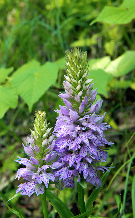 Wild Orchids Flower In Spring On The Alpine Meadows Of The Campo ...