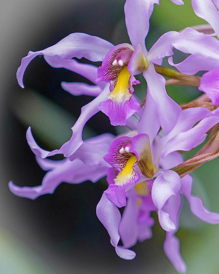 Wild Orchids Photograph by Susan Rydberg