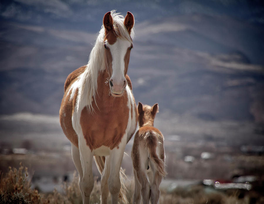 Wild Paint Mare and Colt Photograph by Waterdancer
