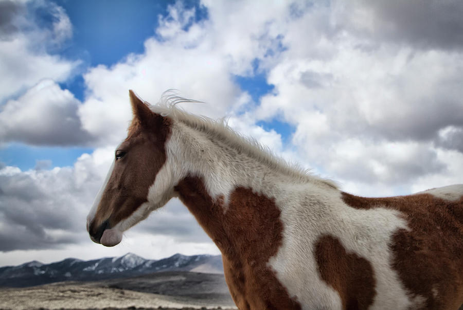 Wild Paint mare in Nevada Photograph by Waterdancer