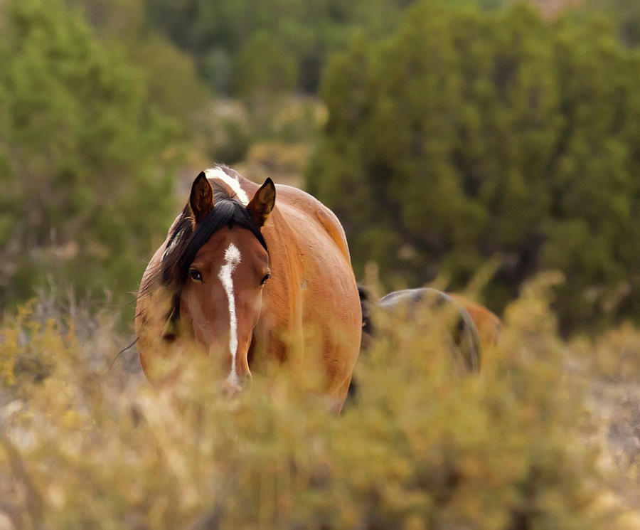 Wild Paint Mustang Mare in the weeds Photograph by Waterdancer
