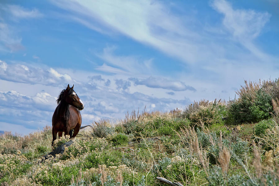 Wild Paint Mustang stallion Photograph by Waterdancer
