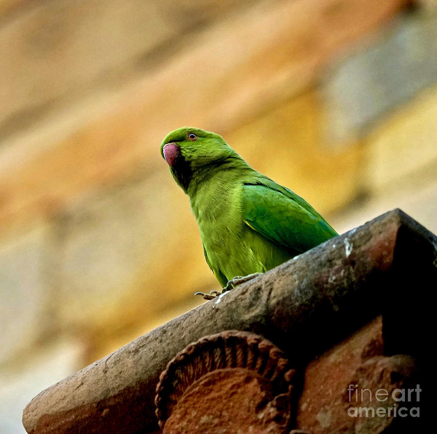 Wild Parrot of India Photograph by Michael Cinnamond