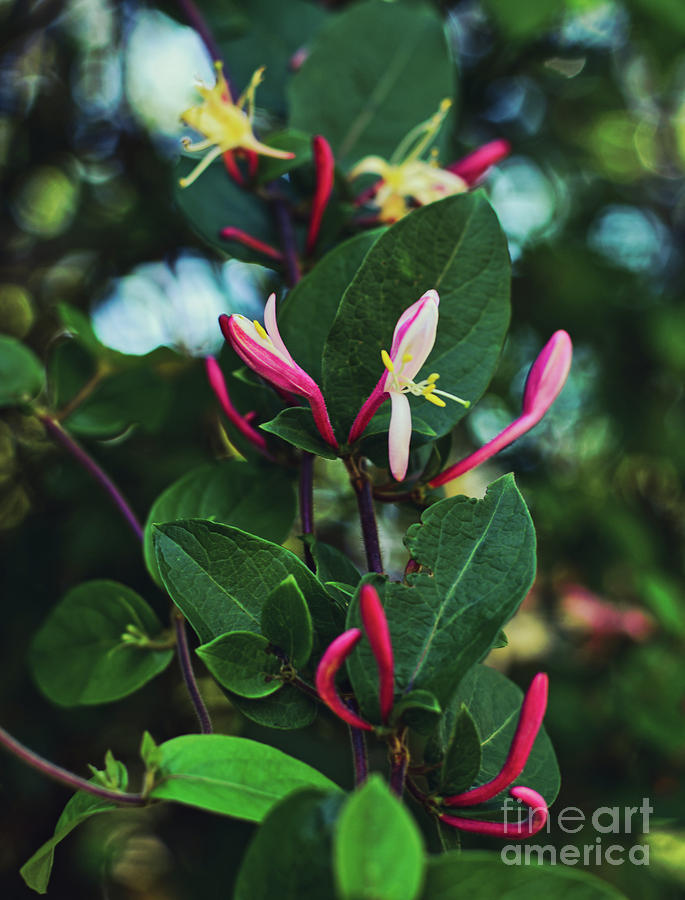 Wild Pink Beauties - Macro - nature- bokeh Photograph by Adrian De Leon Art and Photography