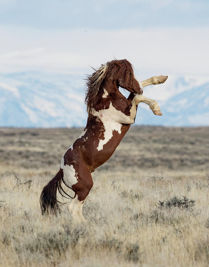 Pinto Stallion