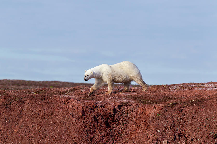 Wild Polar Bear Scavenging Birds Eggs Photograph by Mark Smith