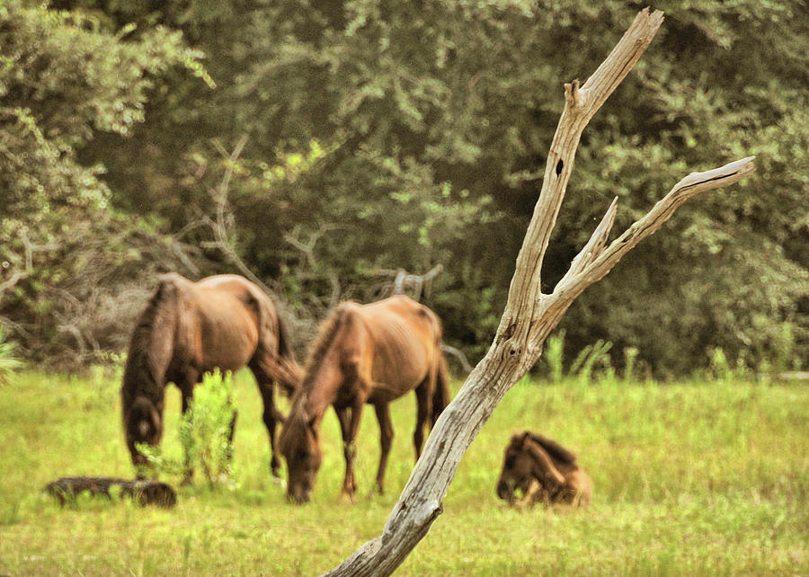 Wild Ponies In Corolla Photograph by JAMART Photography