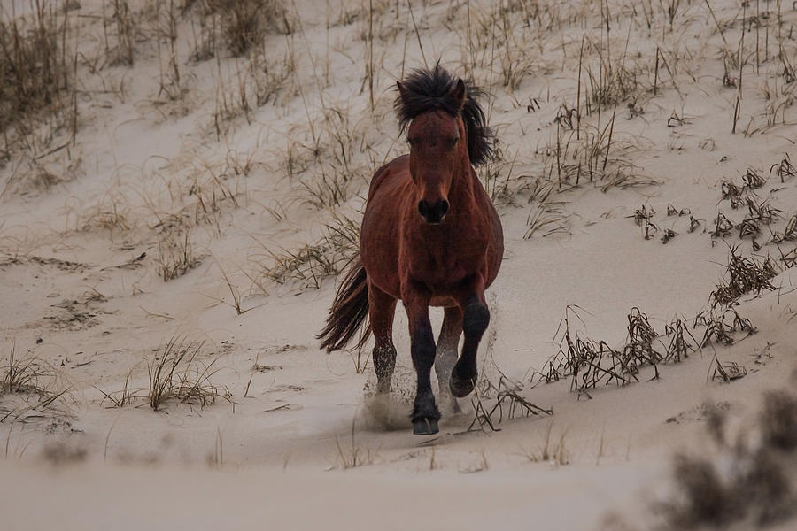 Wild Pony Photograph by Pete Federico