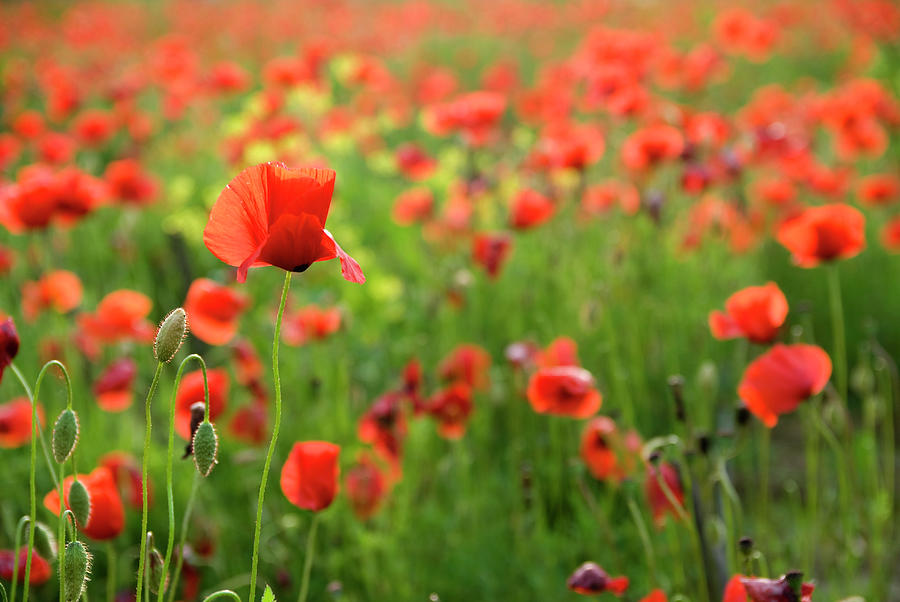 Wild Poppies In The Wind, Spring Time Photograph by Franckreporter