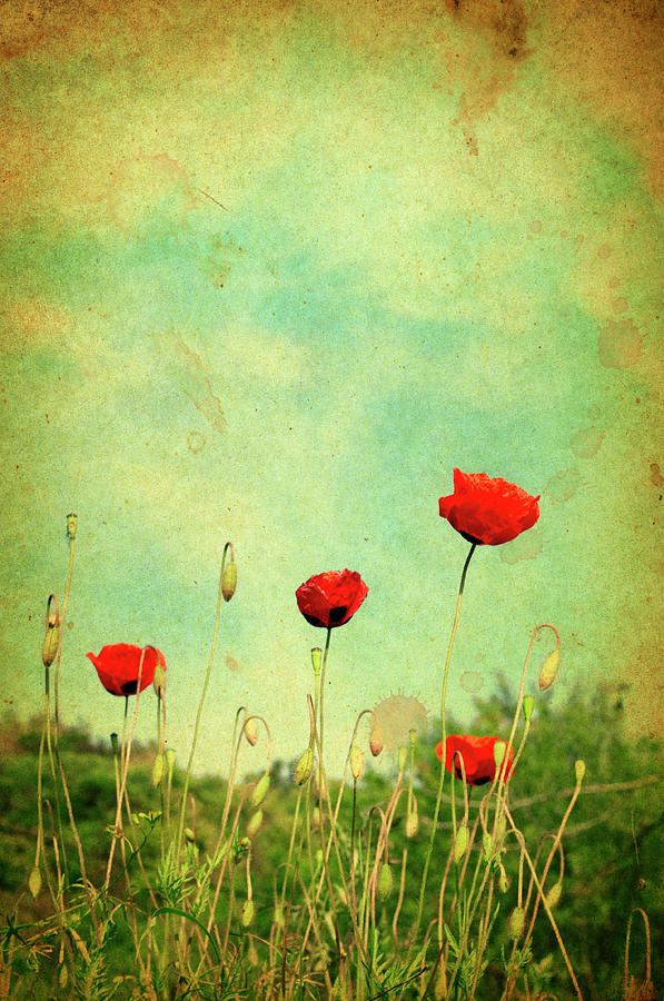 Wild Poppies, Retro-style Photo Photograph by Barcin