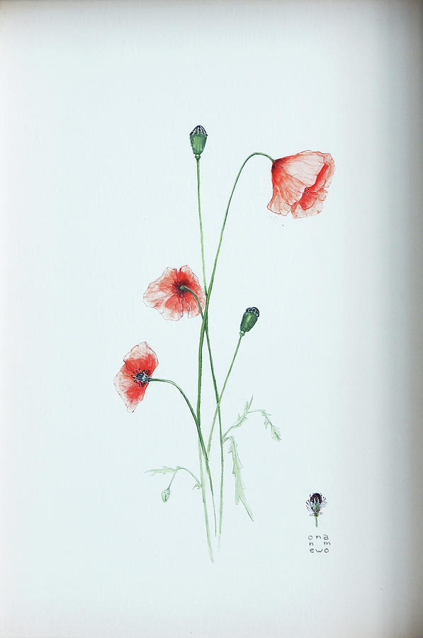 Wild poppies watercolor in natural wooden frame Drawing by Onewoman Studio  - Fine Art America