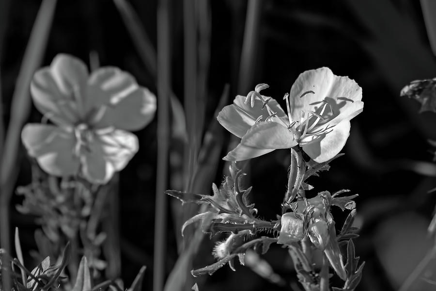 Wild Primrose Monochrome Photograph by Alana Thrower