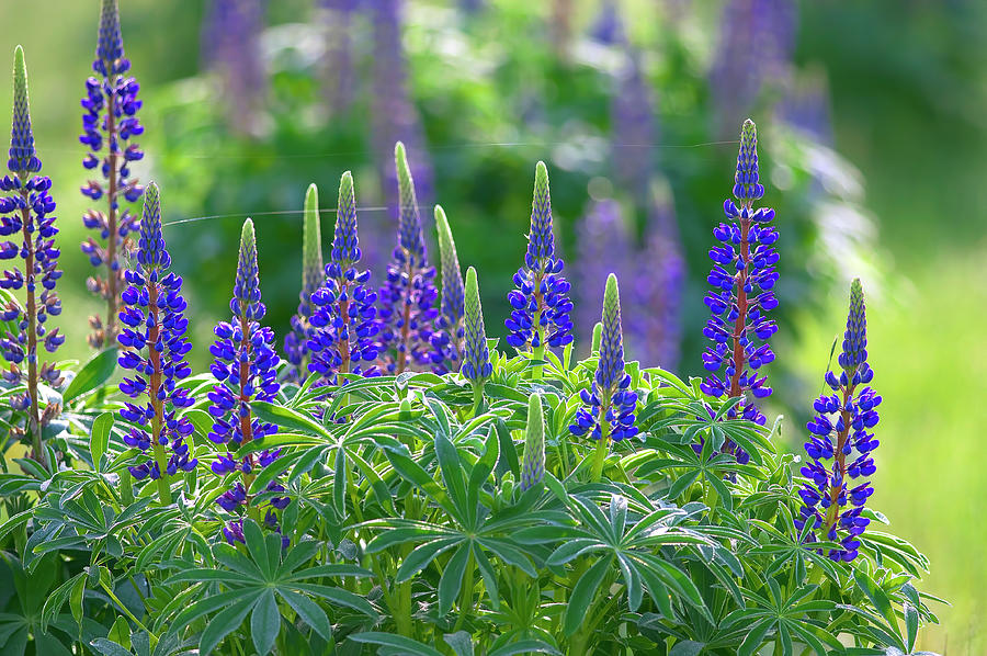 Wild Purple Lupines by Sharon Talson Wild Purple Lupines by Sharon Talson