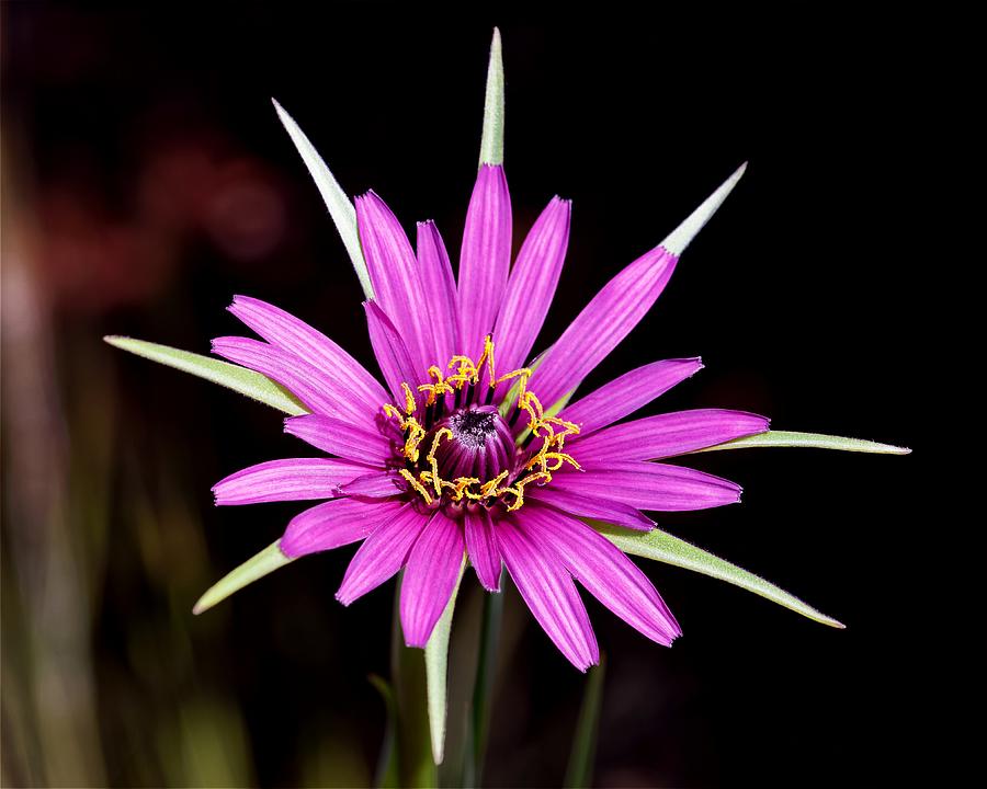 Wild Quinine - Salsify by KJ Swan Wild Quinine - Salsify by KJ Swan