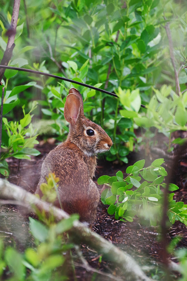 Wild Rabbit In Forest Photograph By Timothy Richert Fine Art America