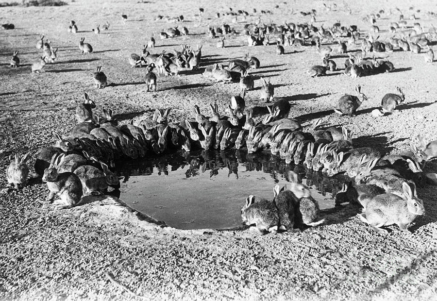 Wild Rabbits Drinking At Water Hole Photograph by Bettmann