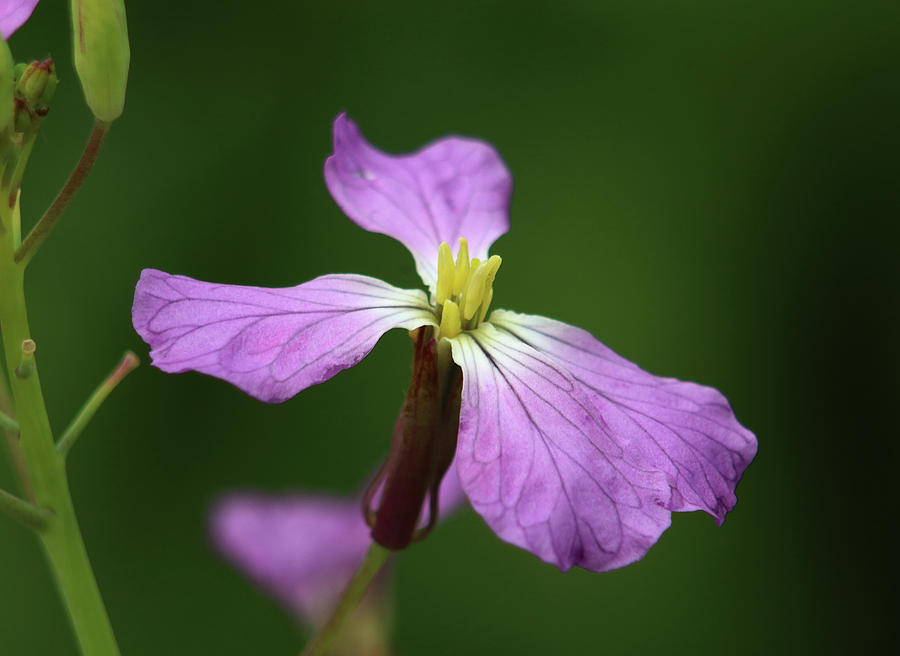 Wild Radish Flower 2 Photograph by Morgan Wright