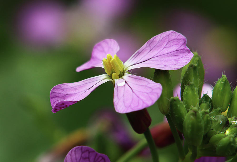 Wild Radish Flower Photograph by Morgan Wright