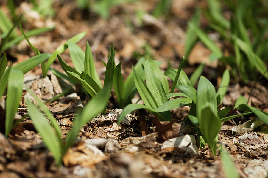 Wild Ramps Ready To Be Foraged In A Leafy Forest Photograph by Cavan ...