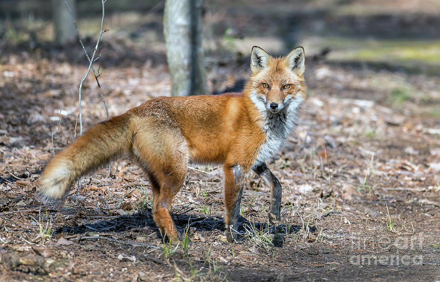 Wild Red Fox in a Maryland forest standing in the sunlight Photograph by Patrick Wolf