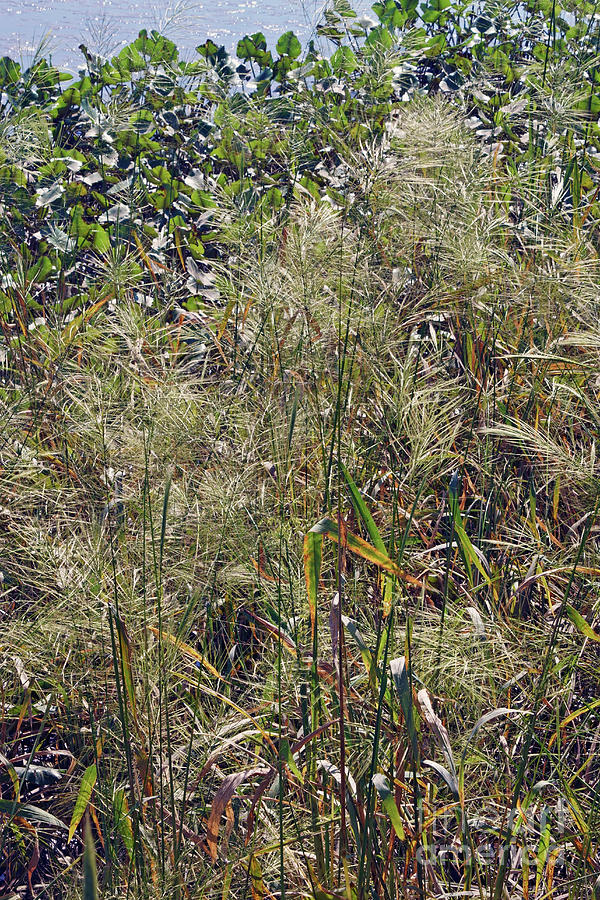 Wild Rice (zizania Aquatica) Photograph by Dr. Nick Kurzenko/science ...