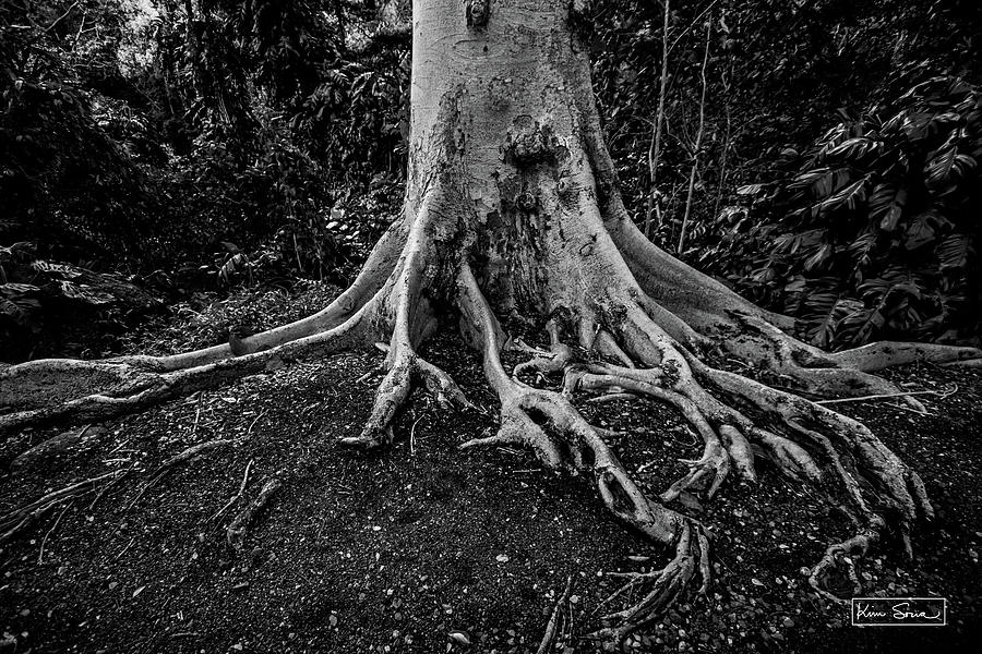 Wild Roots Photograph by Kim Sowa