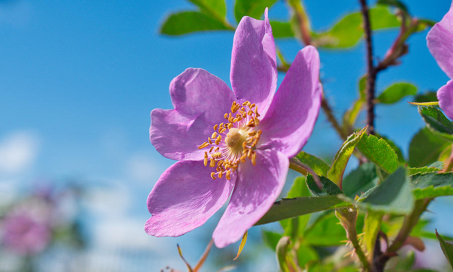 Wild Rose Against a Blue Sky Photograph by Cathy Mahnke