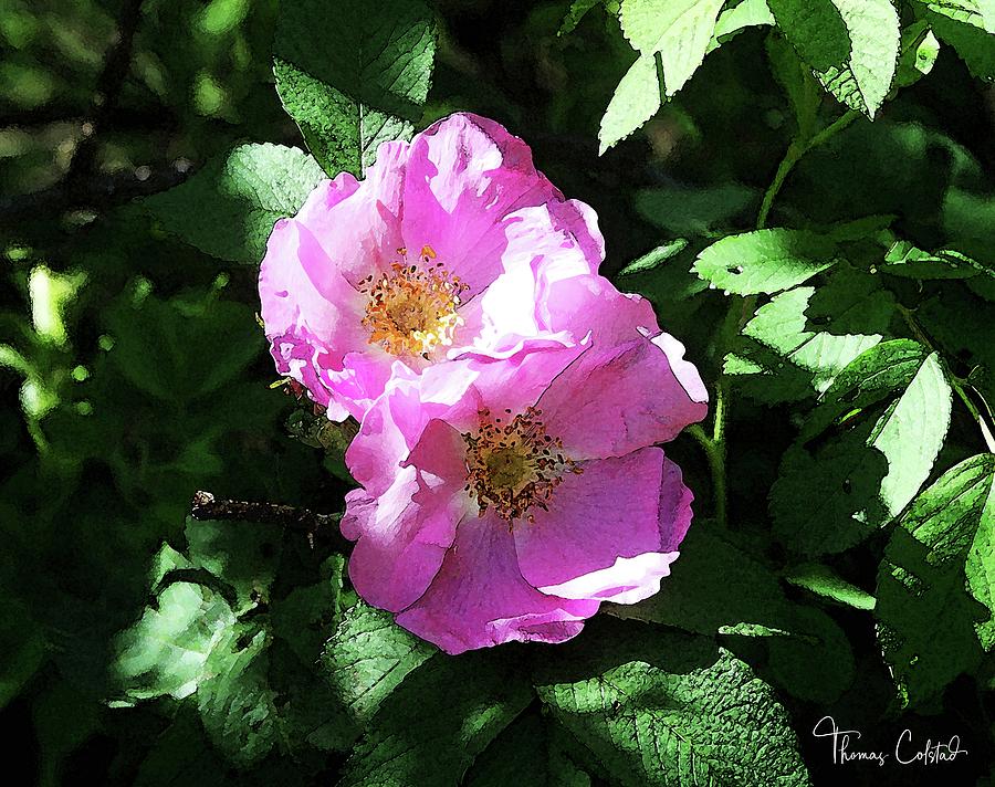 Wild Rose Blossoms by Thomas Colstad Wild Rose Blossoms by Thomas Colstad