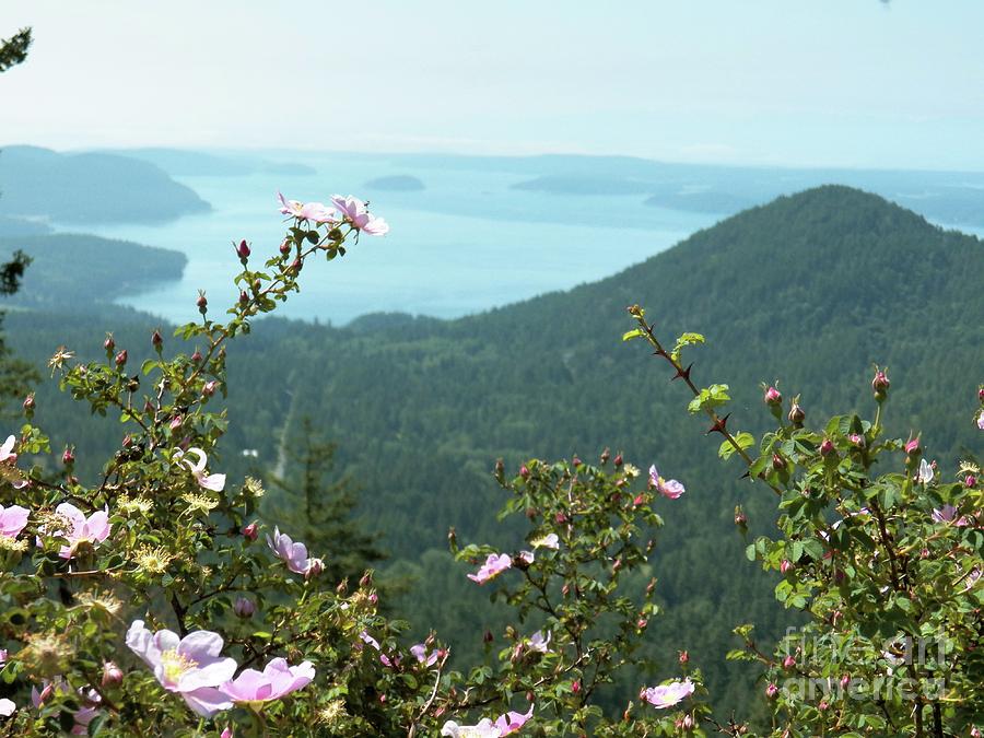 Wild Rose Flower Orcas Island Viewpoint Photograph by Art Sandi Fine