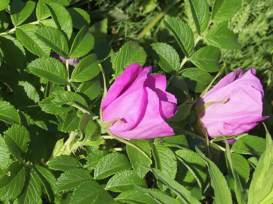 Wild Rose Photograph