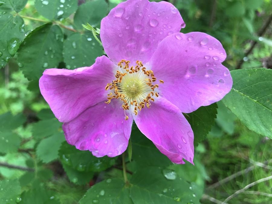 Wild Rose by Norman Burnham Wild Rose by Norman Burnham