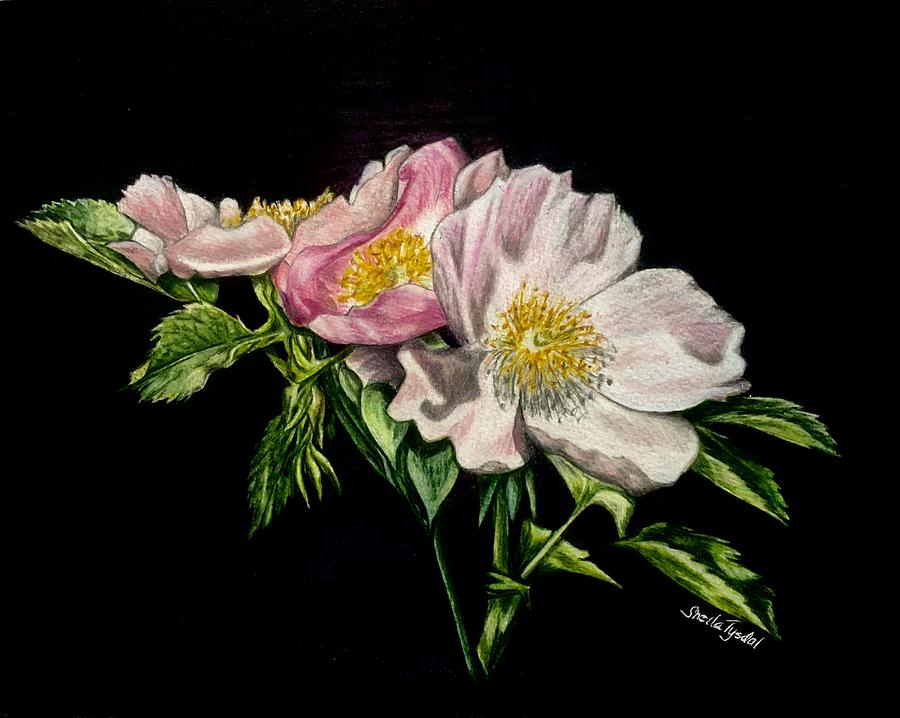 Wild Rose Drawing by Sheila Tysdal