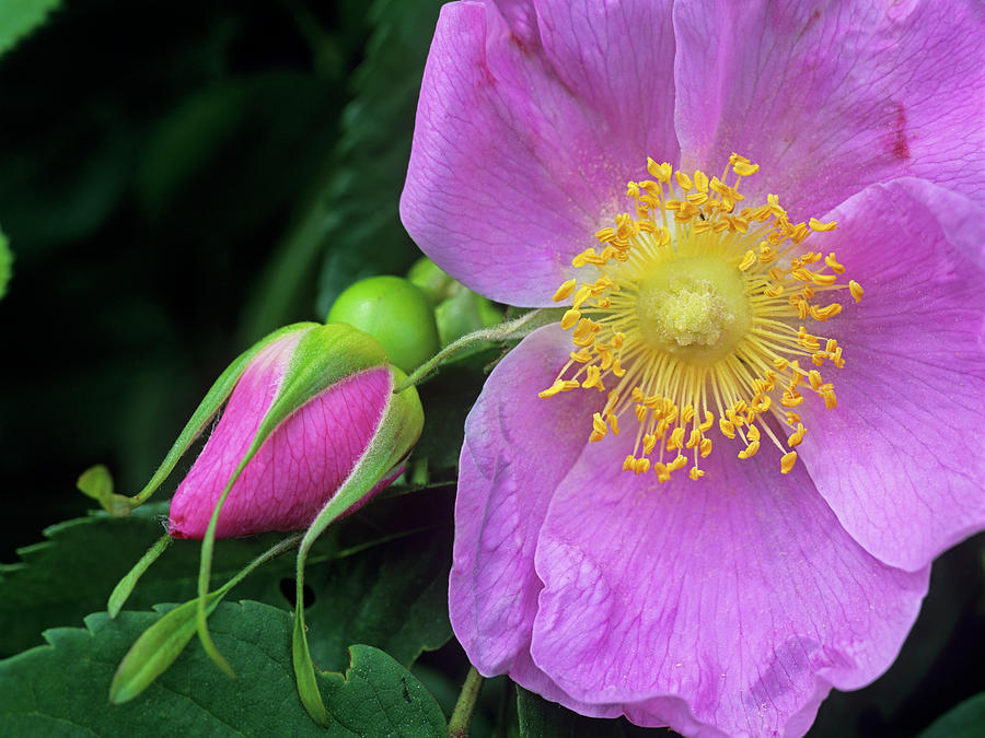 Wild Rose Photograph by Tim Fitzharris