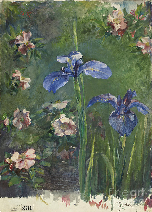 Wild Roses And Irises Drawing by Heritage Images