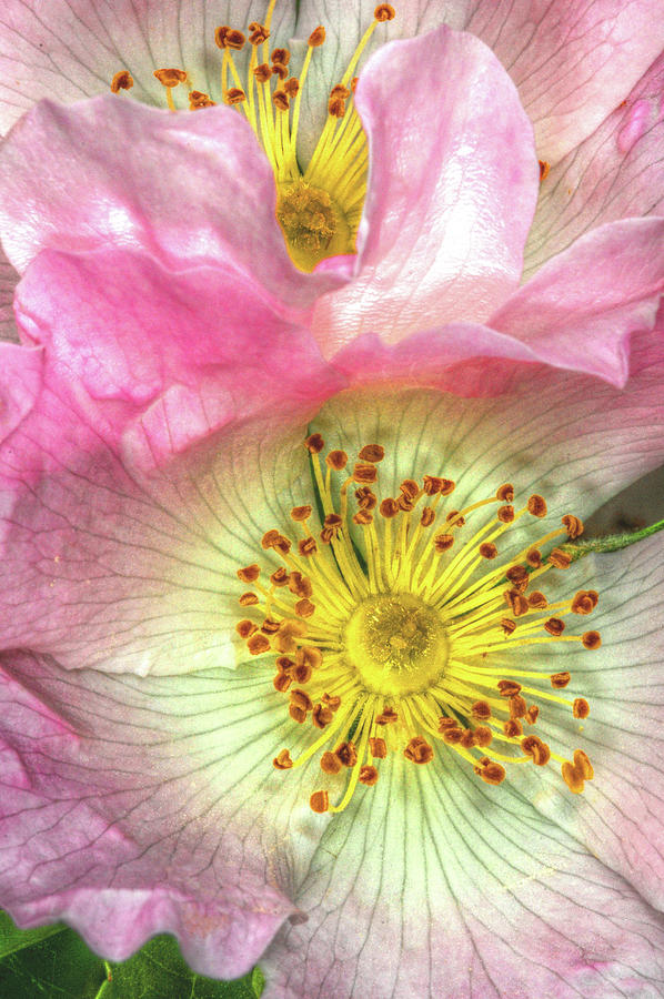 Rose Photograph - Wild Roses by Stephen Walton