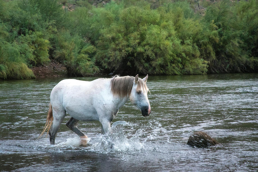 Wild Salt River White horse Photograph by Dave Dilli