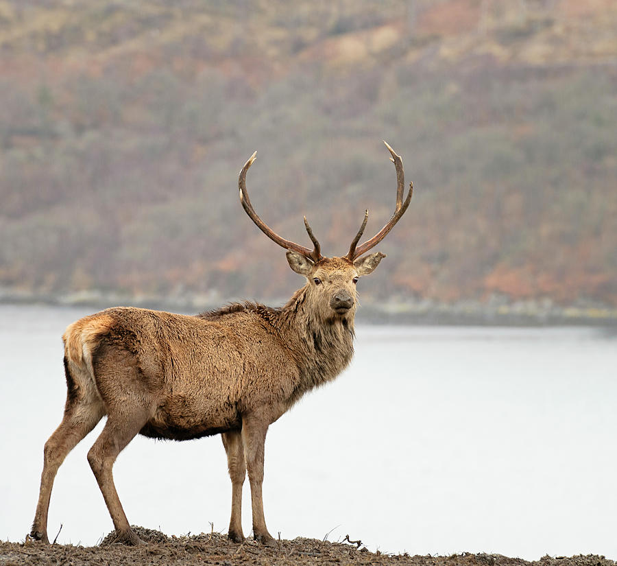 Wild Scottish Red Deer Stag Photograph by Georgeclerk