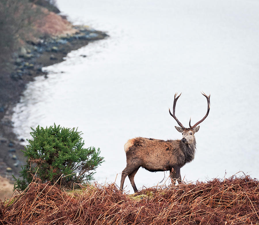 Wild Scottish Stag Photograph by Georgeclerk