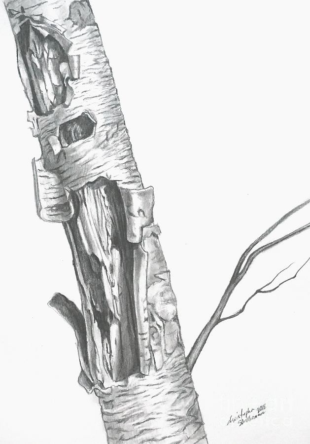 Wild Single Birch Tree in pencil Drawing by Christopher Shellhammer