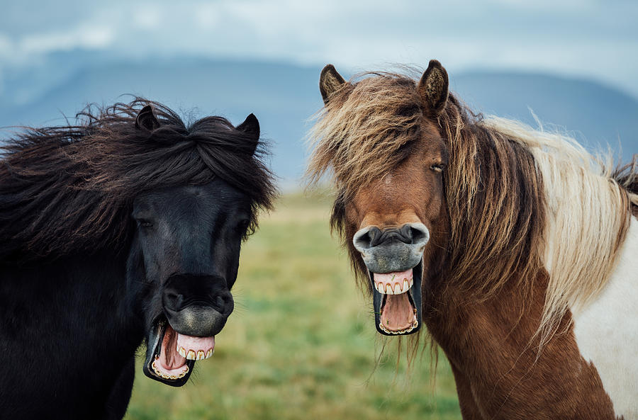 Horse Photograph - Wild Smile by Nir Amos