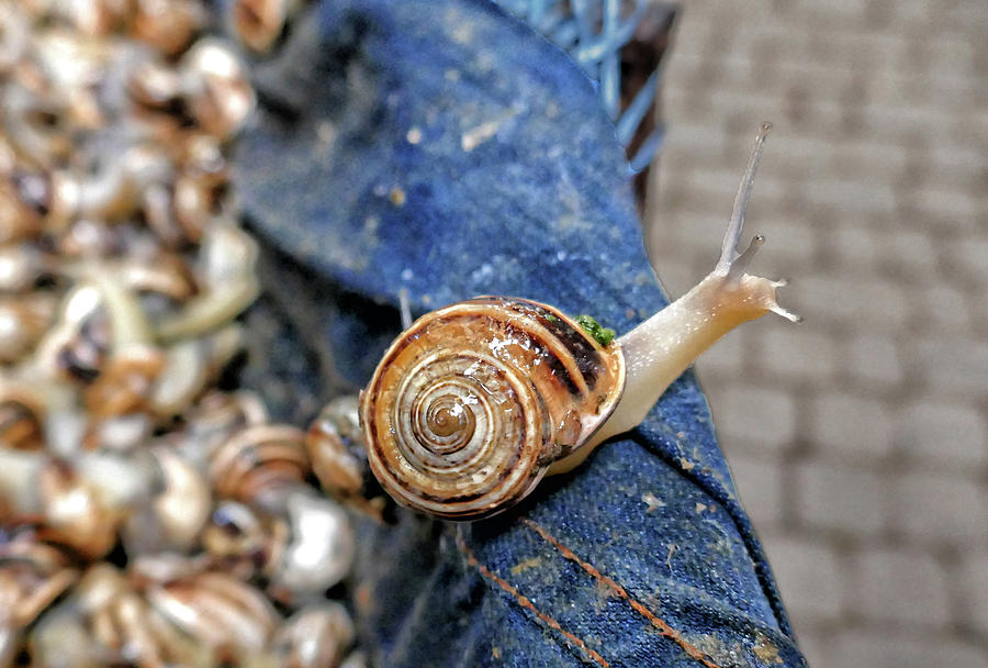 Wild Snails to Go by Photos By Pharos Wild Snails to Go by Photos By Pharos