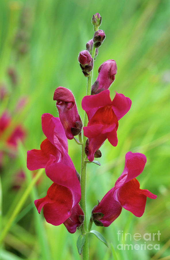 Wild Snapdragon Plant