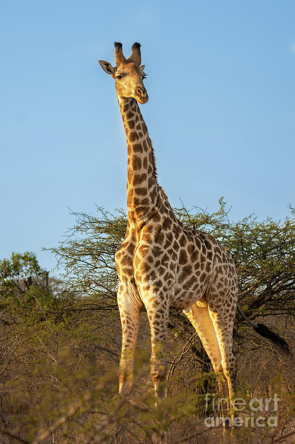Wild Southern Giraffe In Africa Photograph