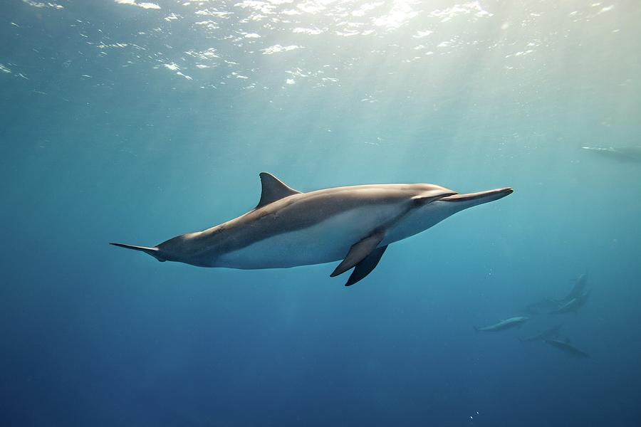 Wild Spinner Dolphin Photograph by James R.d. Scott